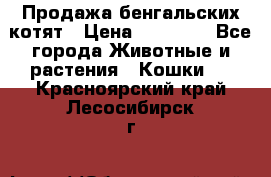 Продажа бенгальских котят › Цена ­ 20 000 - Все города Животные и растения » Кошки   . Красноярский край,Лесосибирск г.
